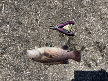 コブダイきたきた