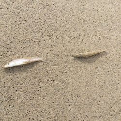 ちょい投げキス釣り調査