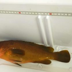 ネチネチネギング