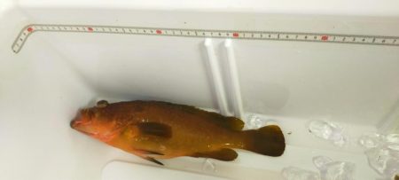 ネチネチネギング