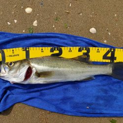 マイクロベイト大量でシーバスボイル