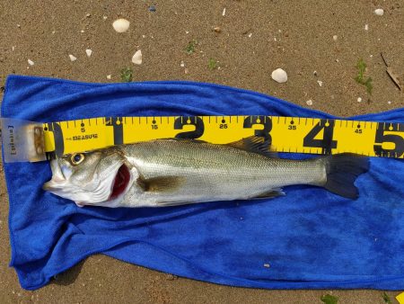 マイクロベイト大量でシーバスボイル