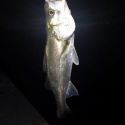 ポッパーでシーバス