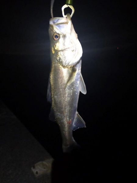 ポッパーでシーバス