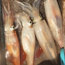 シロイカシーズン突入