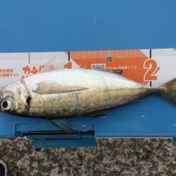 久しぶりの中アジ