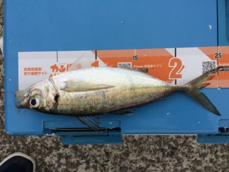 久しぶりの中アジ