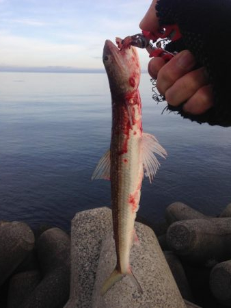 良型をキャッチ！