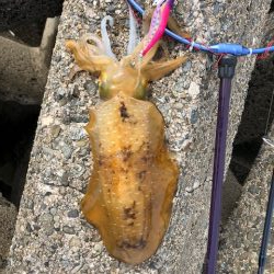 まさに時合!3投3釣