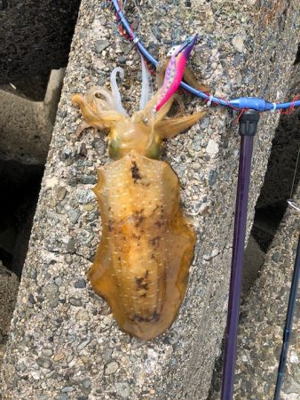 まさに時合!3投3釣