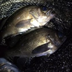 メバルあじ好調