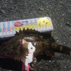 釣りデビュー　143日目