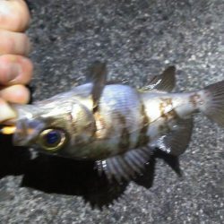 数だけは爆釣でした