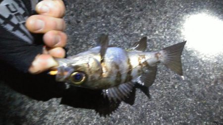 数だけは爆釣でした