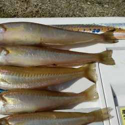 引き釣りはダメでした