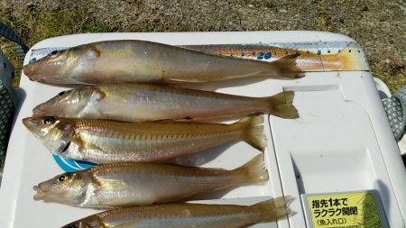 引き釣りはダメでした