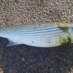 釣りデビュー　144日目