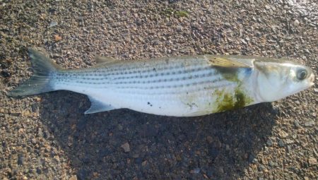 釣りデビュー　144日目