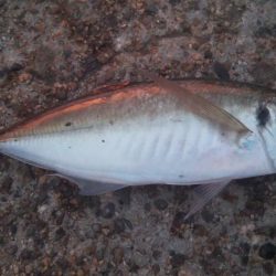 釣りデビュー　145日目