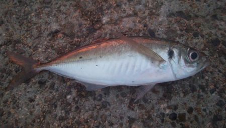 釣りデビュー　145日目