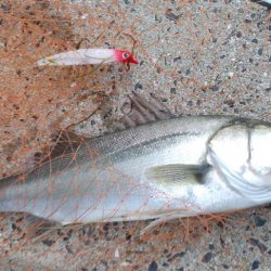 ようやくシーバス！