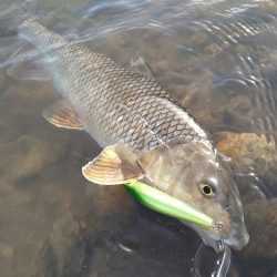 先日シーバスが釣れたポイントで