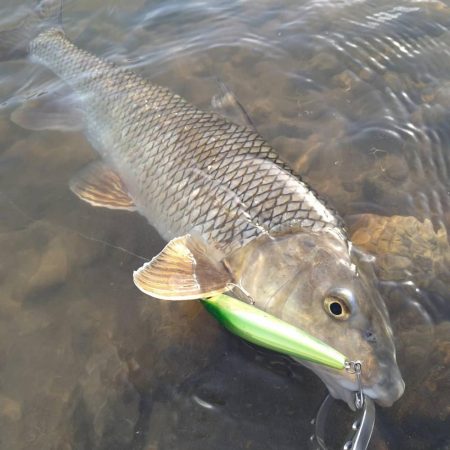 先日シーバスが釣れたポイントで