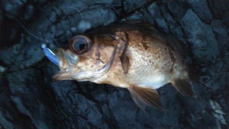 メバル入れ食い