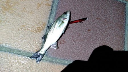 バチ抜けシーバス