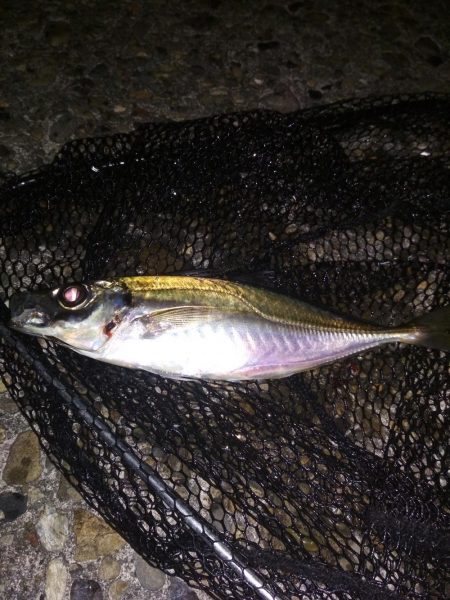 小雨のプラッキング