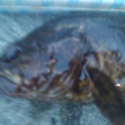 釣りデビュー　151日目