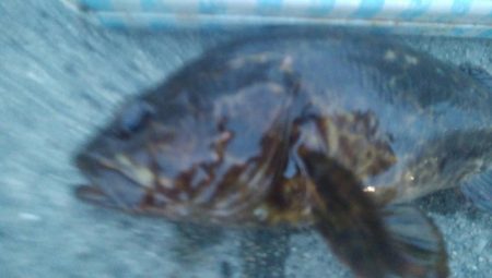 釣りデビュー　151日目