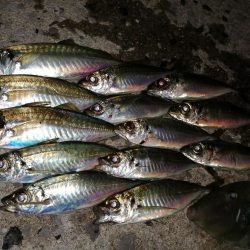 アジ釣り