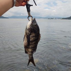 坂の地磯でチヌ