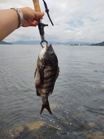 坂の地磯でチヌ