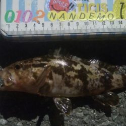 釣りデビュー 154日目