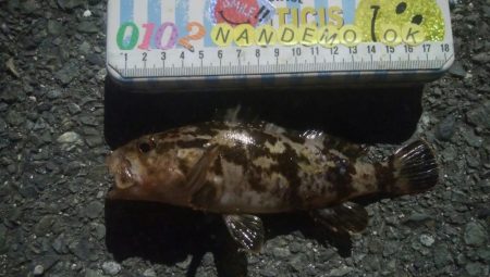 釣りデビュー 154日目