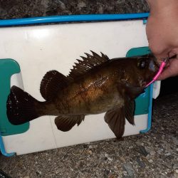 2021初メバリング