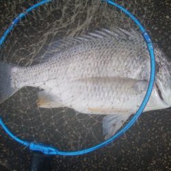 釣りデビュー 155日目