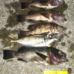 間もなくシーズンオフ？