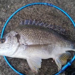 釣りデビュー 157日目