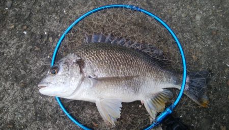 釣りデビュー　157日目