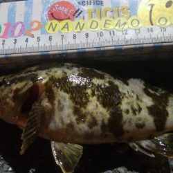 釣りデビュー　158日目