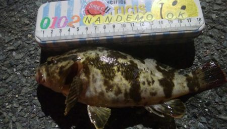 釣りデビュー　158日目