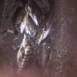 エビ(活)で鯛(黒)を釣る