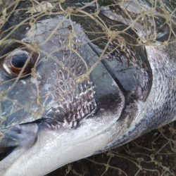 釣りデビュー　160日目