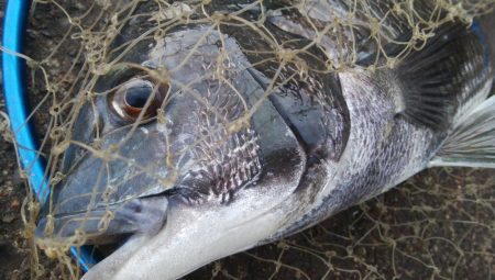 釣りデビュー　160日目