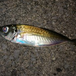 今日もアジ探し