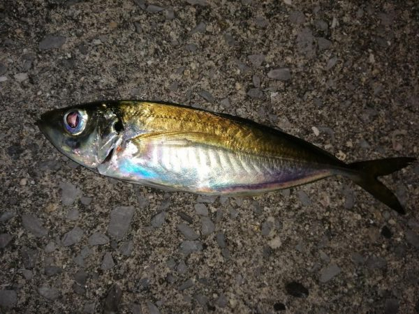 今日もアジ探し