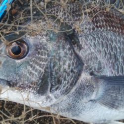 釣りデビュー 161日目